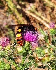 Megascolia maculata maculata