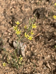 Eriospermum abyssinicum