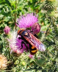 Megascolia maculata maculata