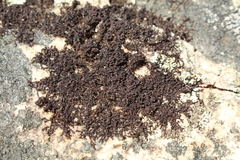 Frullania pentapleura