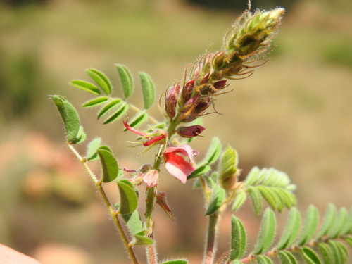 Image of Indigofera comosa by (c) Matthew Fainman, some rights reserved (CC BY)