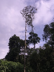 Condamineeae