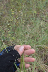 Eragrostis capillaris