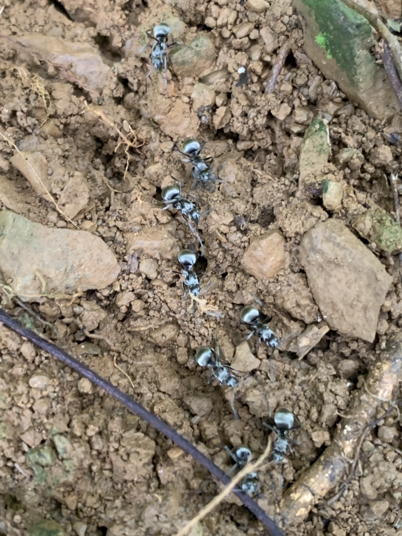 Polyrhachis wolfi