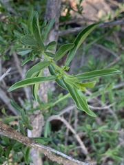 Turraea obtusifolia