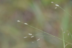 Eragrostis capillaris