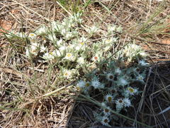 Helichrysum cerastioides