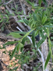 Turraea obtusifolia