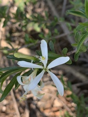 Turraea obtusifolia