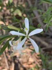 Turraea obtusifolia