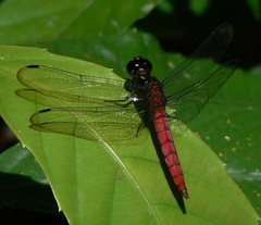Lyriothemis cleis