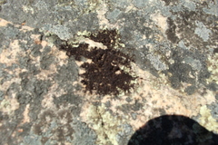 Frullania pentapleura