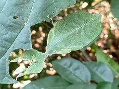 Cryptophyllium chrisangi
