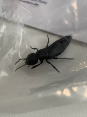 Ocypus olens