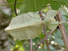 Cryptophyllium chrisangi