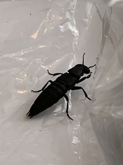 Ocypus olens