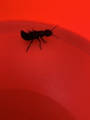 Ocypus olens