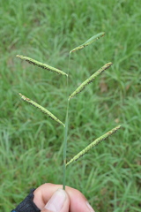 Paspalum denticulatum