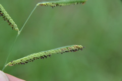 Paspalum denticulatum