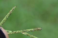 Paspalum denticulatum