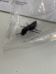 Ocypus olens