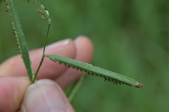 Paspalum denticulatum