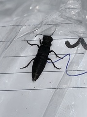 Ocypus olens