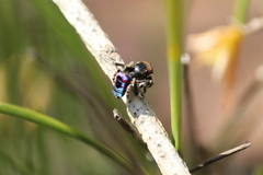 Maratus karrie