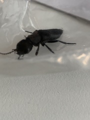 Ocypus olens