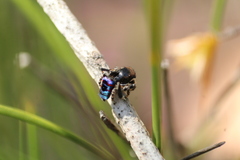 Maratus karrie