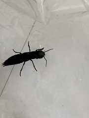 Ocypus olens
