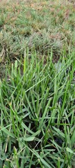 Sporobolus anglicus