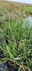 Sporobolus anglicus