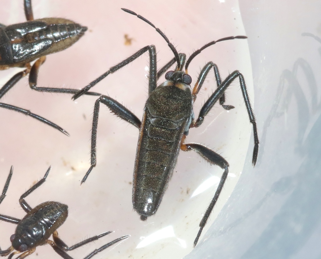 Rhagovelia varipes