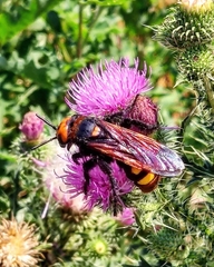 Megascolia maculata maculata