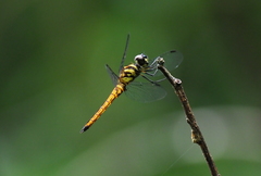 Lyriothemis defonsekai
