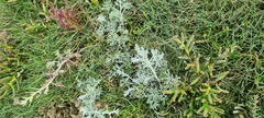 Artemisia maritima
