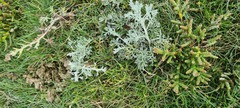 Artemisia maritima