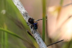 Maratus karrie