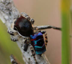 Maratus karrie