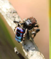 Maratus karrie