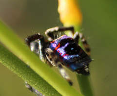 Maratus karrie