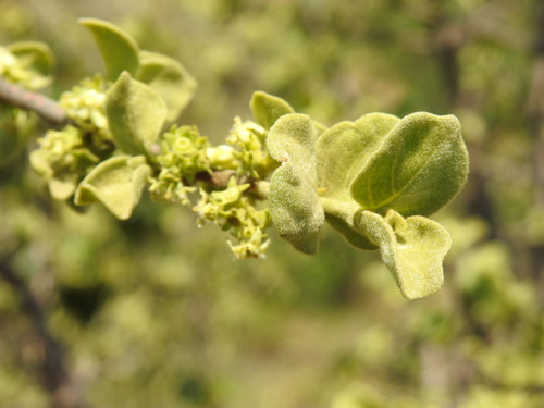 Image of Vangueria parvifolia by (c) Matthew Fainman, some rights reserved (CC BY)