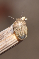 Neottiglossa bifida