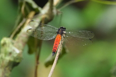 Lyriothemis kameliyae