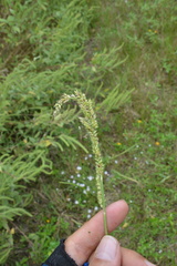 Echinochloa crus-pavonis