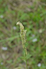 Echinochloa crus-pavonis