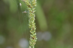 Echinochloa crus-pavonis