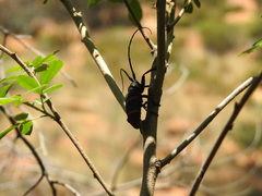 Ceroplesis orientalis