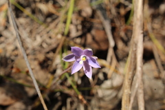 Thelymitra graminea